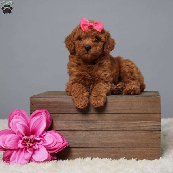 Casey, Miniature Poodle Puppy